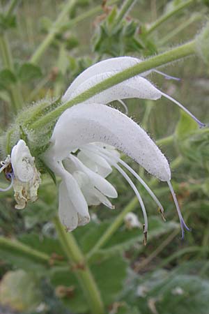 Salvia aethiopis / Woolly Clary, Mediterranean Sage, Croatia Visovac 2.6.2008