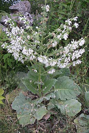 Salvia aethiopis \ Mohren-Salbei / Woolly Clary, Mediterranean Sage, Kroatien/Croatia Visovac 2.6.2008