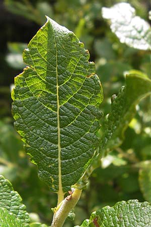 Salix appendiculata / Large-Leaved Willow, Croatia Velebit Zavizan 19.8.2016