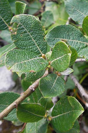 Salix appendiculata / Large-Leaved Willow, Croatia Velebit Zavizan 19.8.2016