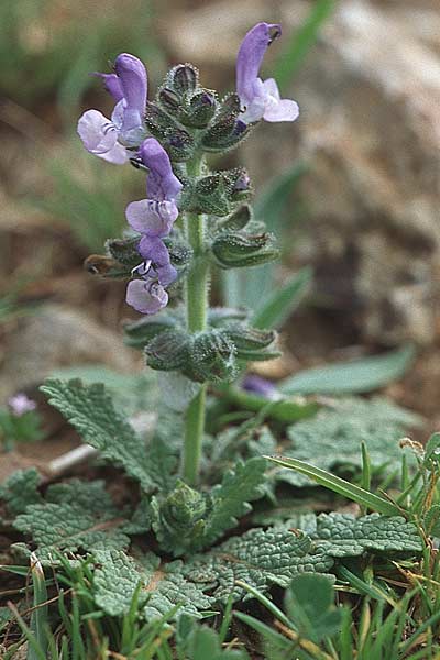 Salvia verbenaca \ Eisenkraut-Salbei, Kroatien Korčula, Prizba 5.4.2006