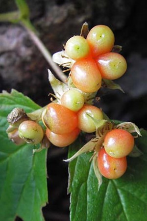 Rubus saxatilis \ Steinbeere, Kroatien Velebit Zavizan 19.8.2016