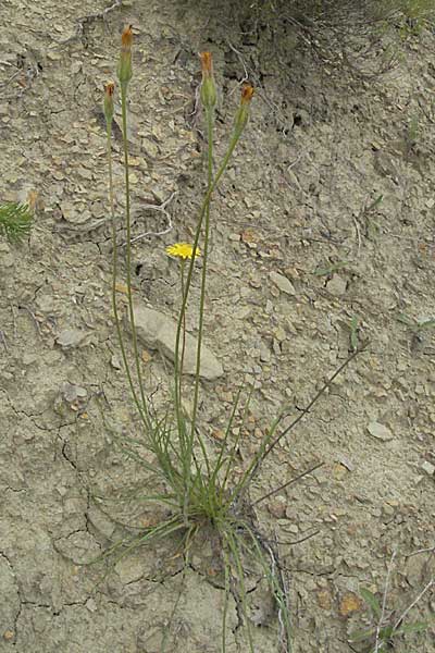 Scorzonera villosa \ Zottige Schwarzwurzel / Villous Viper's Grass, Kroatien/Croatia Istrien/Istria, Gračišće 27.5.2006