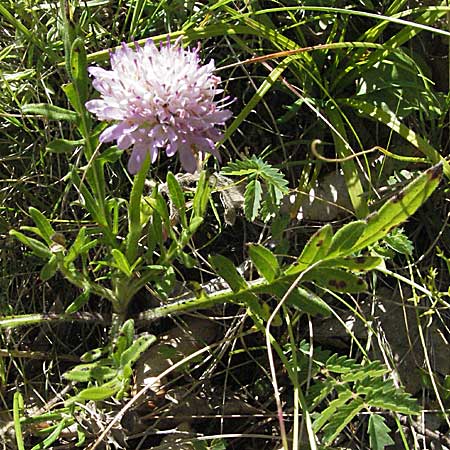 Knautia pectinata \ Kammblttrige Witwenblume / Comb-Leaved Scabious, Kroatien/Croatia Velebit 16.7.2007