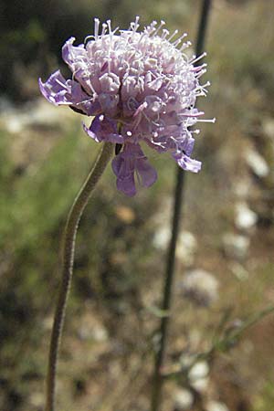 Scabiosa columbaria \ Tauben-Skabiose / Small Scabious, Kroatien/Croatia Istrien/Istria, Labin 15.7.2007