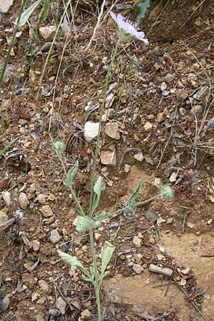 Lomelosia brachiata \ Palästina-Skabiose / Tremastelma, Kroatien/Croatia Visovac 2.6.2008