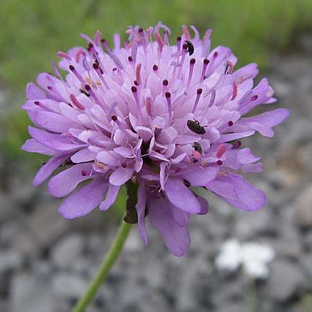 Knautia pectinata \ Kammblttrige Witwenblume / Comb-Leaved Scabious, Kroatien/Croatia Karlobag 3.6.2008