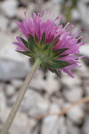 Knautia illyrica / Illyrian Scabious, Croatia Učka 12.8.2016