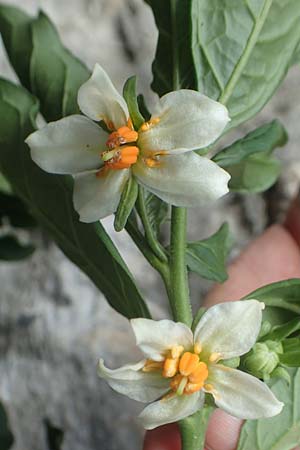 Solanum pseudocapsicum \ Korallen-Bumchen, Korallen-Kirsche, Kroatien Istrien, Beram 13.8.2016