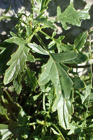 Scrophularia laciniata \ Verschiedenblttrige Braunwurz, Fiederlappige Braunwurz / Cut-Leaved Figwort, Kroatien/Croatia Risnjak 14.8.2016