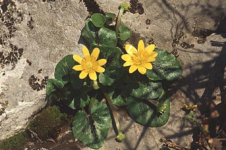 Ranunculus ficaria \ Scharbockskraut / Lesser Celandine, Kroatien/Croatia Velebit 8.4.2006