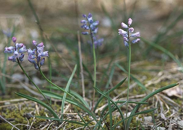 Hyacinthella dalmatica \ Dalmatinische Hyazinthe / Dalmatian Hyacinth, Kroatien/Croatia Pelješac, Pijavicino 4.4.2006