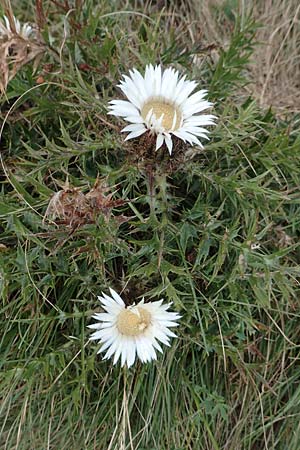 Carlina acaulis / Stemless Carline Thistle, Croatia Učka 12.8.2016