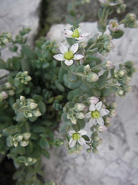 Sedum dasyphyllum \ Dickblttriger Mauerpfeffer, Kroatien Selce 31.5.2006