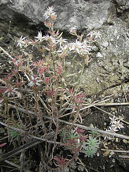 Sedum cepaea \ Rispen-Mauerpfeffer / Pink Stonecrop, Kroatien/Croatia Slunj 4.6.2006