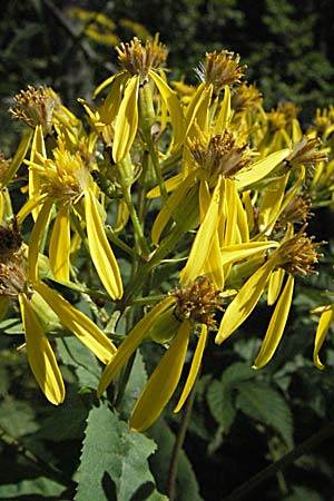 Senecio hercynicus x ovatus \ Greiskraut-Hybride, Kroatien Velebit 16.7.2007