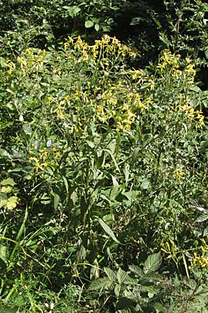 Senecio hercynicus x ovatus \ Greiskraut-Hybride, Kroatien Velebit 16.7.2007