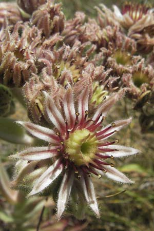 Sempervivum tectorum \ Dach-Hauswurz, Kroatien Gola Plješevica 18.7.2007