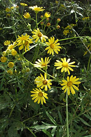 Senecio jacobaea / Common Ragwort, Croatia Slunj 18.7.2007