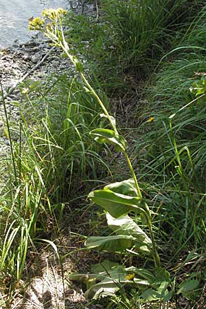Senecio umbrosus \ Schatten-Greiskraut, Kroatien Plitvička 19.7.2007