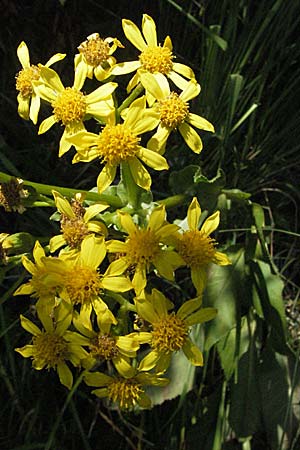 Senecio umbrosus \ Schatten-Greiskraut, Kroatien Plitvička 19.7.2007