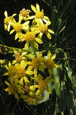 Senecio umbrosus \ Schatten-Greiskraut / Shadow Ragwort, Kroatien/Croatia Plitvička 19.7.2007