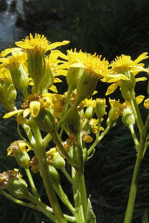 Senecio umbrosus \ Schatten-Greiskraut, Kroatien Plitvička 19.7.2007