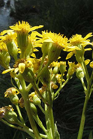 Senecio umbrosus \ Schatten-Greiskraut / Shadow Ragwort, Kroatien/Croatia Plitvička 19.7.2007