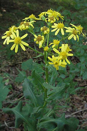 Senecio umbrosus \ Schatten-Greiskraut, Kroatien Plitvička 19.7.2007