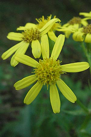 Senecio umbrosus \ Schatten-Greiskraut / Shadow Ragwort, Kroatien/Croatia Plitvička 19.7.2007