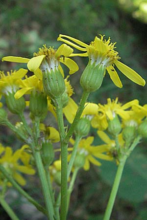 Senecio umbrosus \ Schatten-Greiskraut, Kroatien Plitvička 19.7.2007