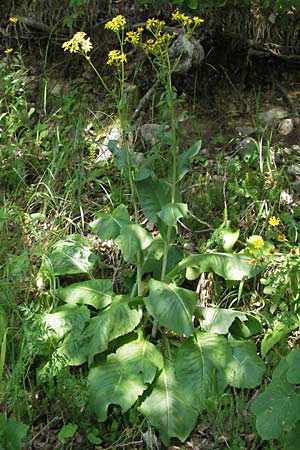 Senecio umbrosus \ Schatten-Greiskraut, Kroatien Plitvička 19.7.2007