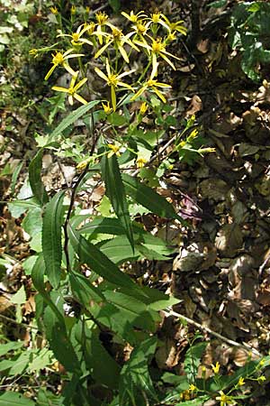 Senecio ovatus \ Fuchssches Greiskraut, Fuchs-Kreuzkraut, Kroatien Učka 14.7.2007