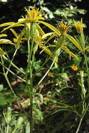 Senecio ovatus \ Fuchssches Greiskraut, Fuchs-Kreuzkraut, Kroatien Učka 14.7.2007