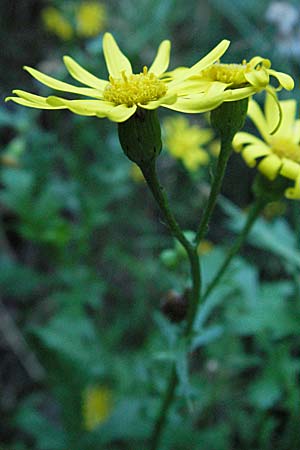 Senecio jacobaea \ Jakobs-Greiskraut, Jakobs-Kreuzkraut / Common Ragwort, Kroatien/Croatia Učka 14.7.2007