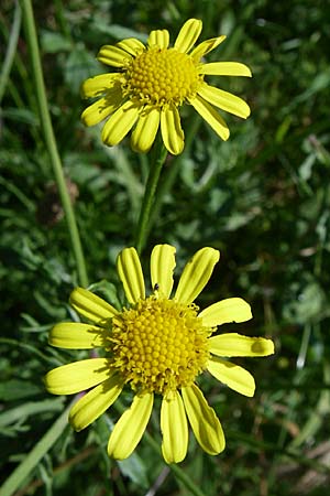 Senecio aquaticus / Marsh Ragwort, Croatia Donji Budački 31.5.2008