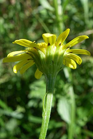 Senecio aquaticus \ Wasser-Greiskraut, Kroatien Donji Budački 31.5.2008