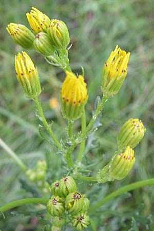 Senecio erraticus \ Spreizendes Greiskraut / Eastern Marsh Ragwort, Kroatien/Croatia Učka, Vranja 4.6.2008