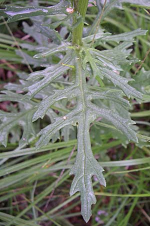 Senecio erraticus \ Spreizendes Greiskraut, Kroatien Učka, Vranja 4.6.2008