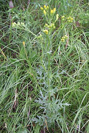 Senecio erraticus \ Spreizendes Greiskraut / Eastern Marsh Ragwort, Kroatien/Croatia Učka, Vranja 4.6.2008