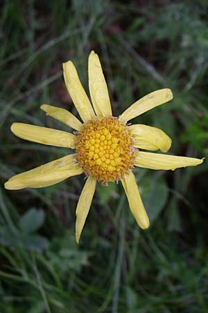 Senecio doronicum subsp. doronicum \ Gmswurz-Greiskraut / Chamois Ragwort, Kroatien/Croatia Mala Učka 6.6.2008