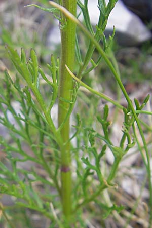 Senecio abrotanifolius \ Eberreisblttriges Greiskraut, Eberrauten-Greiskraut, Kroatien Učka 28.6.2010