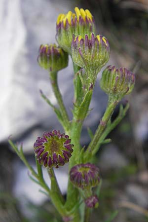 Senecio abrotanifolius \ Eberreisblttriges Greiskraut, Eberrauten-Greiskraut, Kroatien Učka 28.6.2010