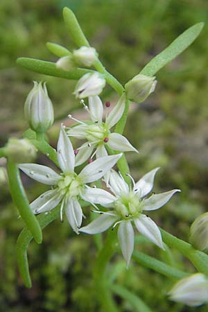 Sedum cepaea \ Rispen-Mauerpfeffer / Pink Stonecrop, Kroatien/Croatia Plitvička 30.6.2010