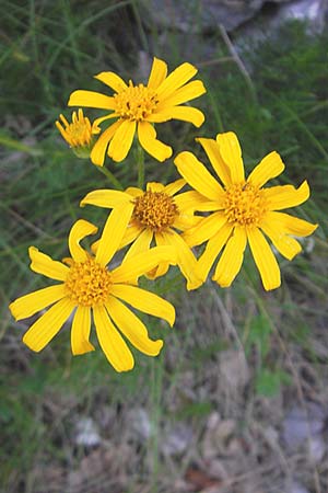 Senecio abrotanifolius \ Eberreisblttriges Greiskraut, Eberrauten-Greiskraut, Kroatien Učka 17.7.2010