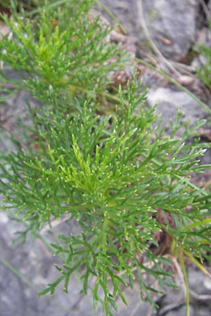 Senecio abrotanifolius \ Eberreisblttriges Greiskraut, Eberrauten-Greiskraut, Kroatien Učka 17.7.2010