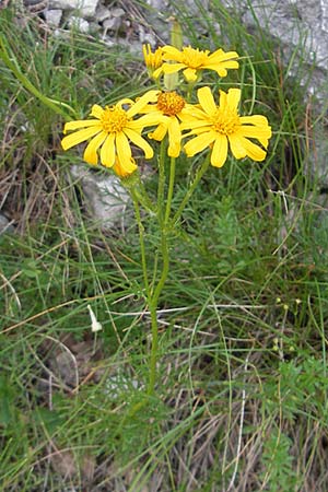 Senecio abrotanifolius \ Eberreisblttriges Greiskraut, Eberrauten-Greiskraut, Kroatien Učka 17.7.2010