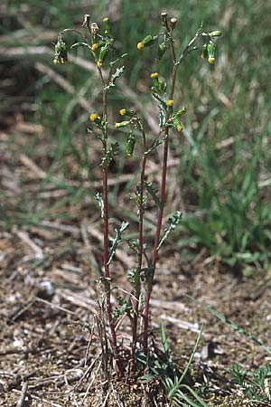 Senecio vulgaris \ Gewhnliches Greiskraut, Gemeines Greiskraut, Kroatien Gruda 3.4.2006