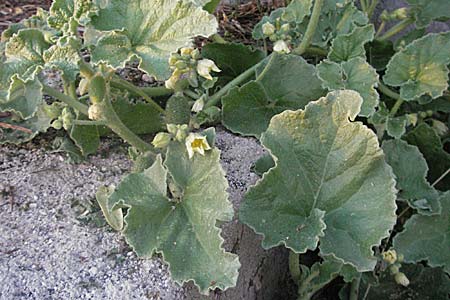 Ecballium elaterium \ Spritz-Gurke, Kroatien Senj 31.5.2006