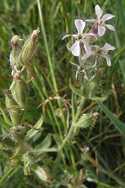 Silene gallica \ Franzsisches Leimkraut, Kroatien Istrien, Premantura 30.5.2006